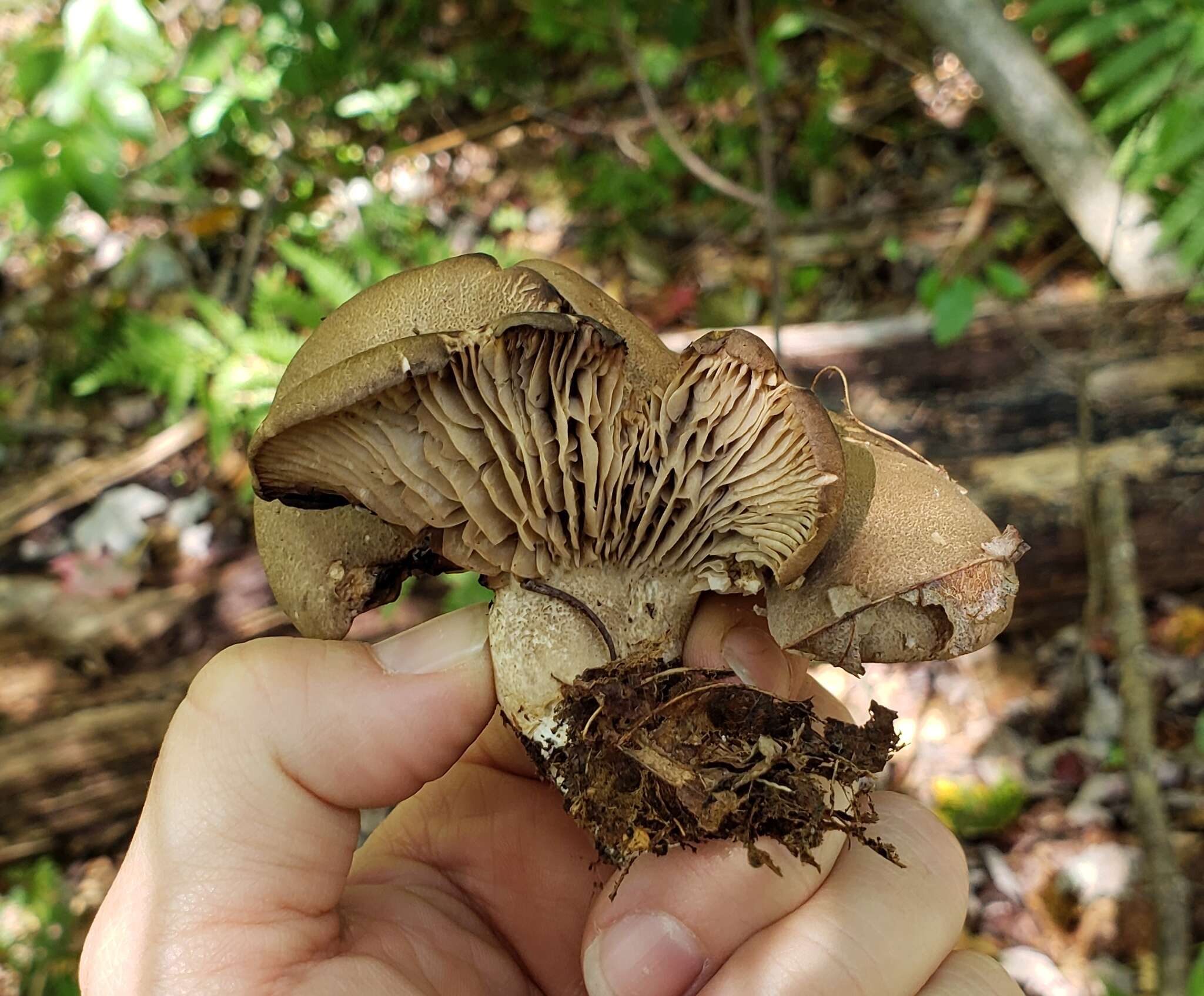 Imagem de Pseudotricholoma umbrosum (A. H. Sm. & M. B. Walters) Sánchez-García & Matheny 2014