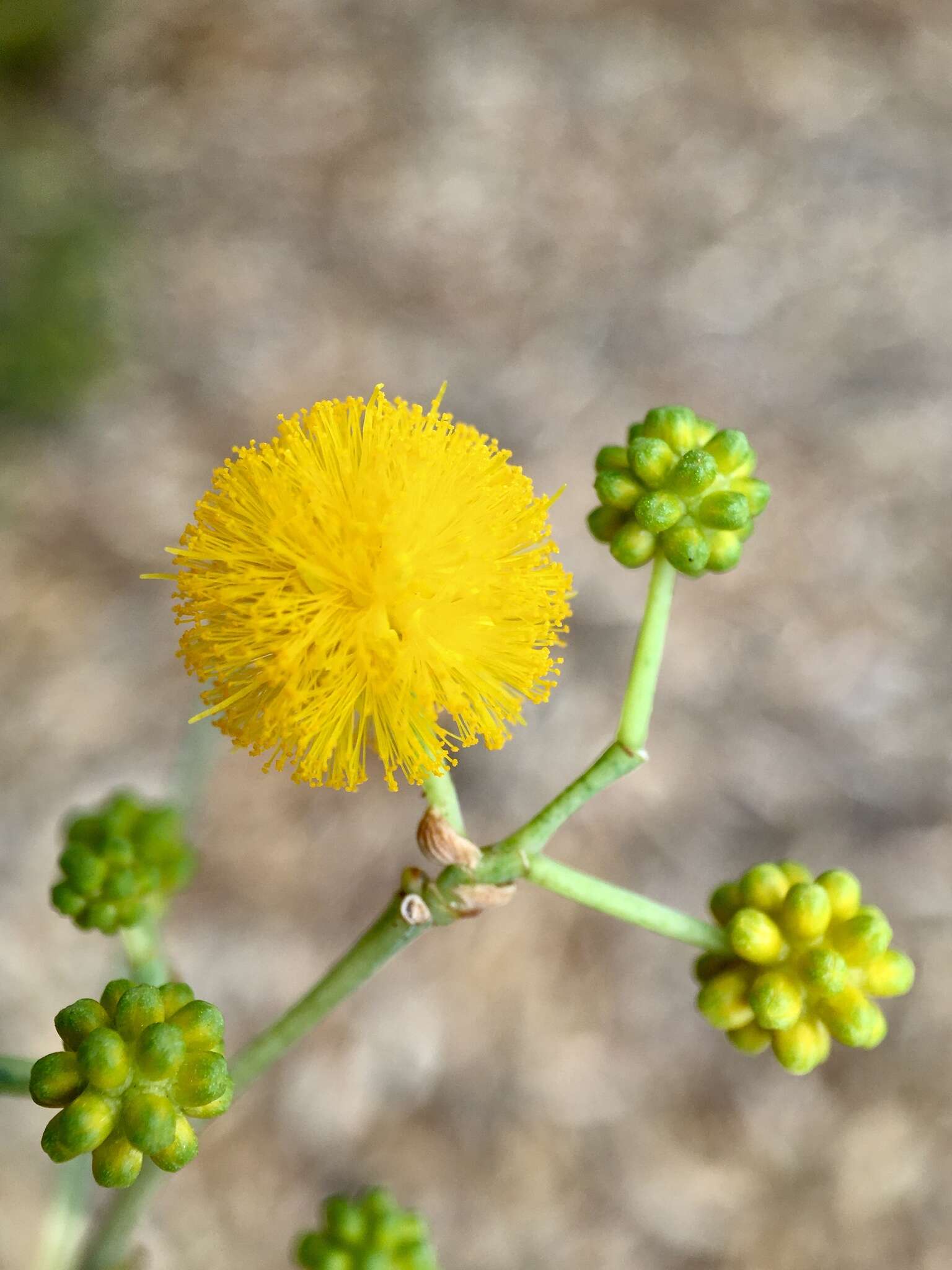 Image of acacia