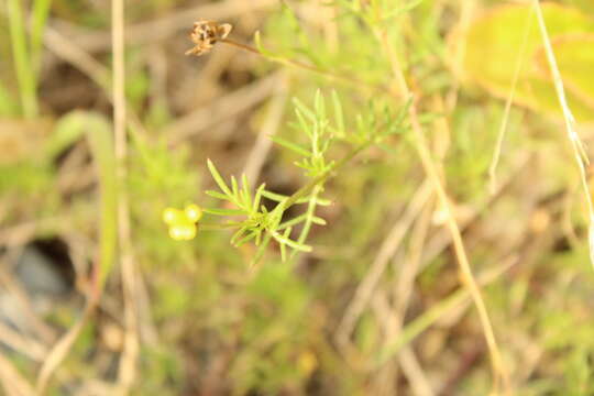 Image of Heterosperma achaetum Blake