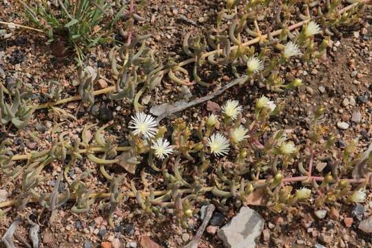 Image of Mesembryanthemum englishiae L. Bol.