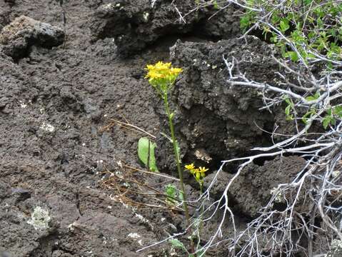 Image of Oak Creek ragwort