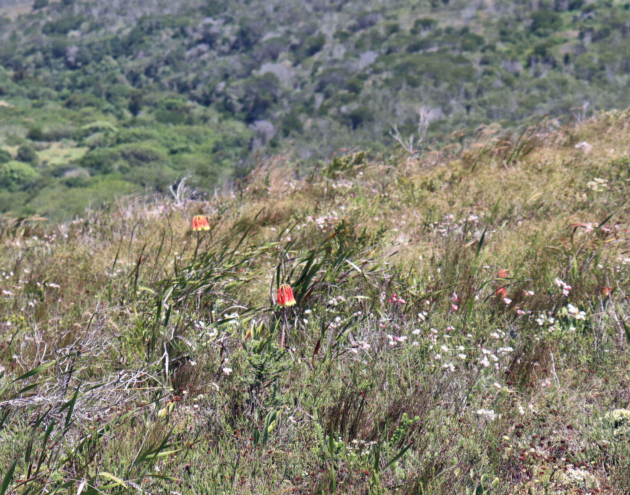 Image of Cyrtanthus obliquus (L. fil.) Aiton