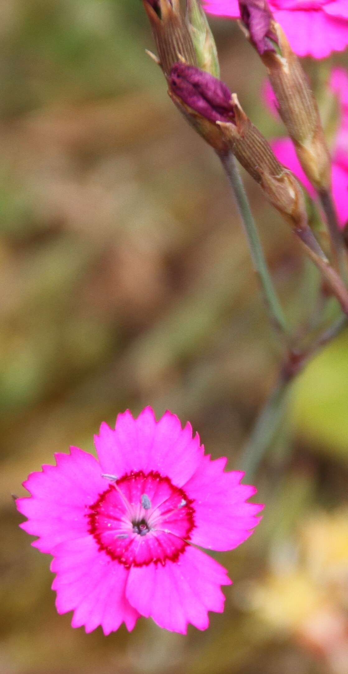 Слика од Dianthus deltoides L.