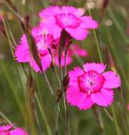 Слика од Dianthus deltoides L.