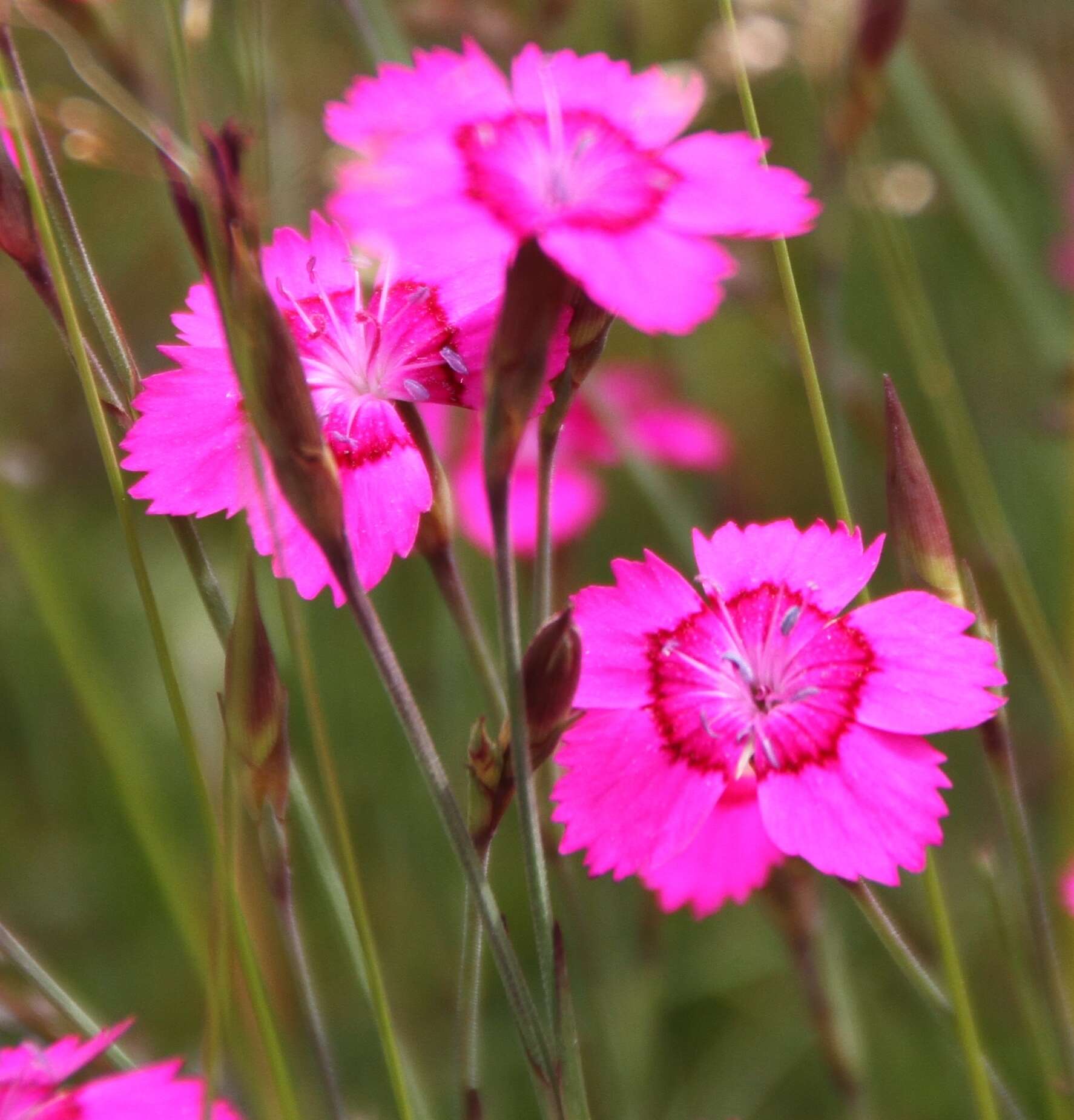 Слика од Dianthus deltoides L.