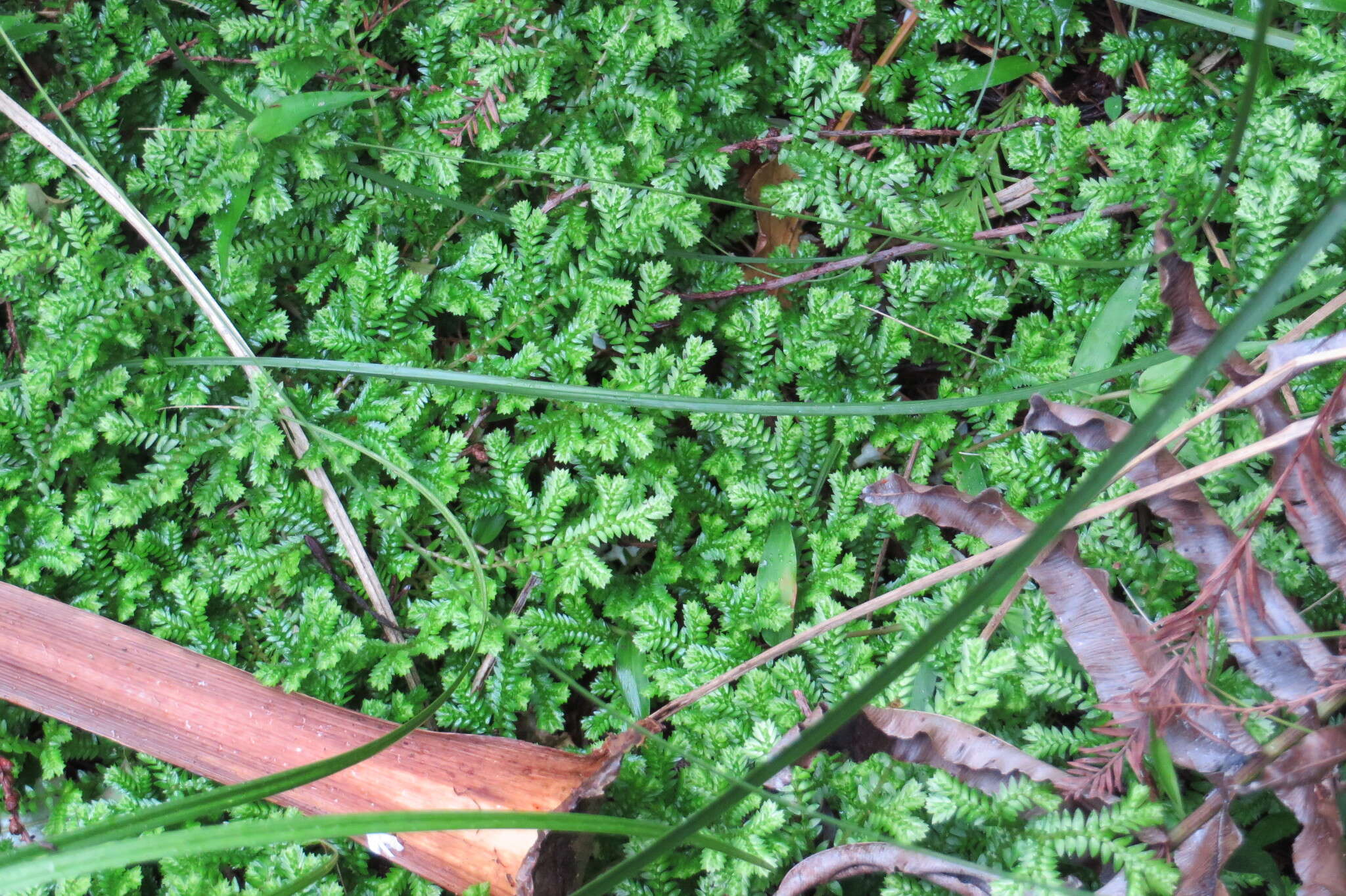 Image de Selaginella kraussiana (G. Kunze) A. Br.