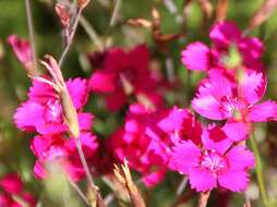 Слика од Dianthus deltoides L.