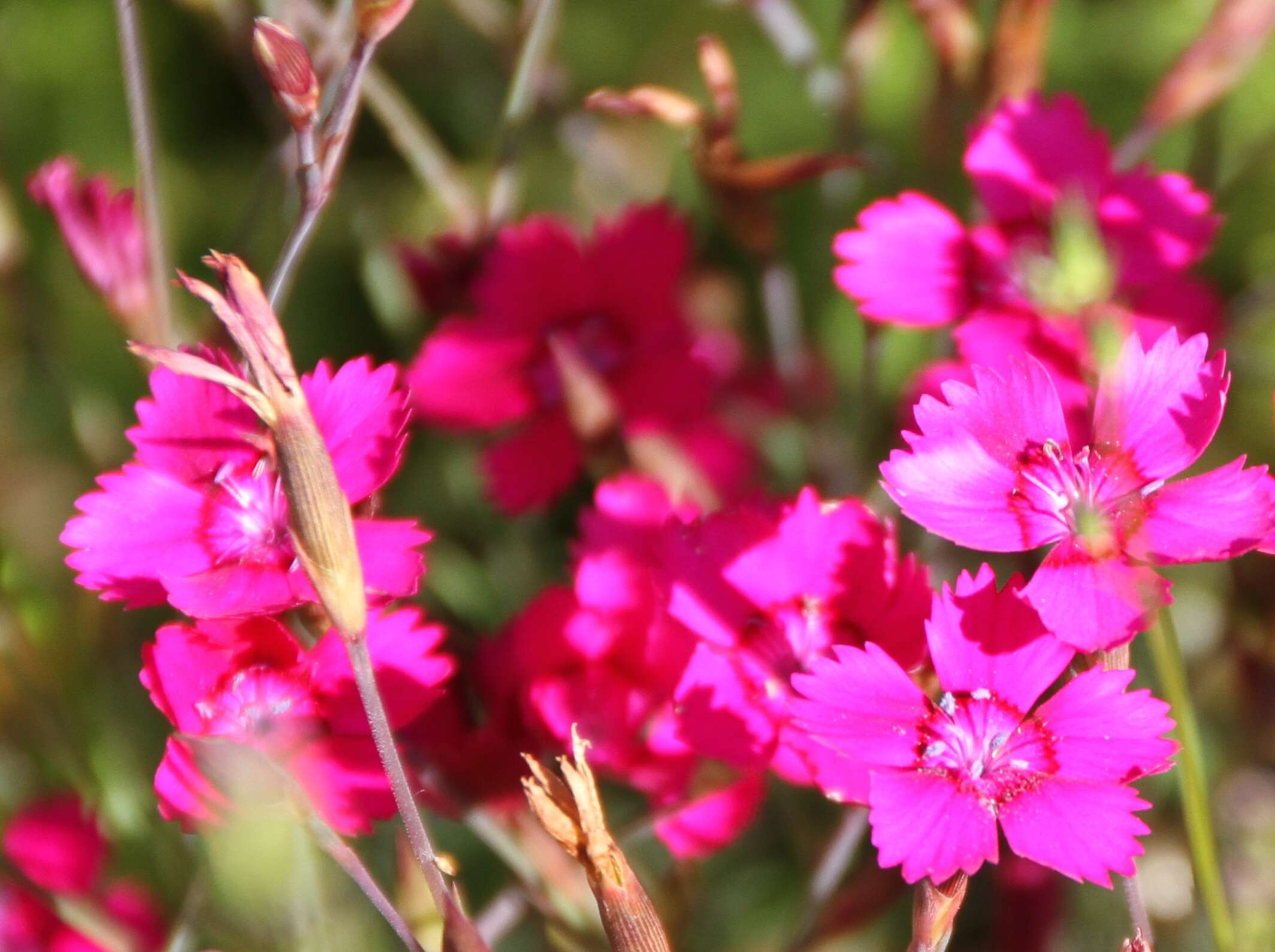 Слика од Dianthus deltoides L.