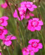 Слика од Dianthus deltoides L.