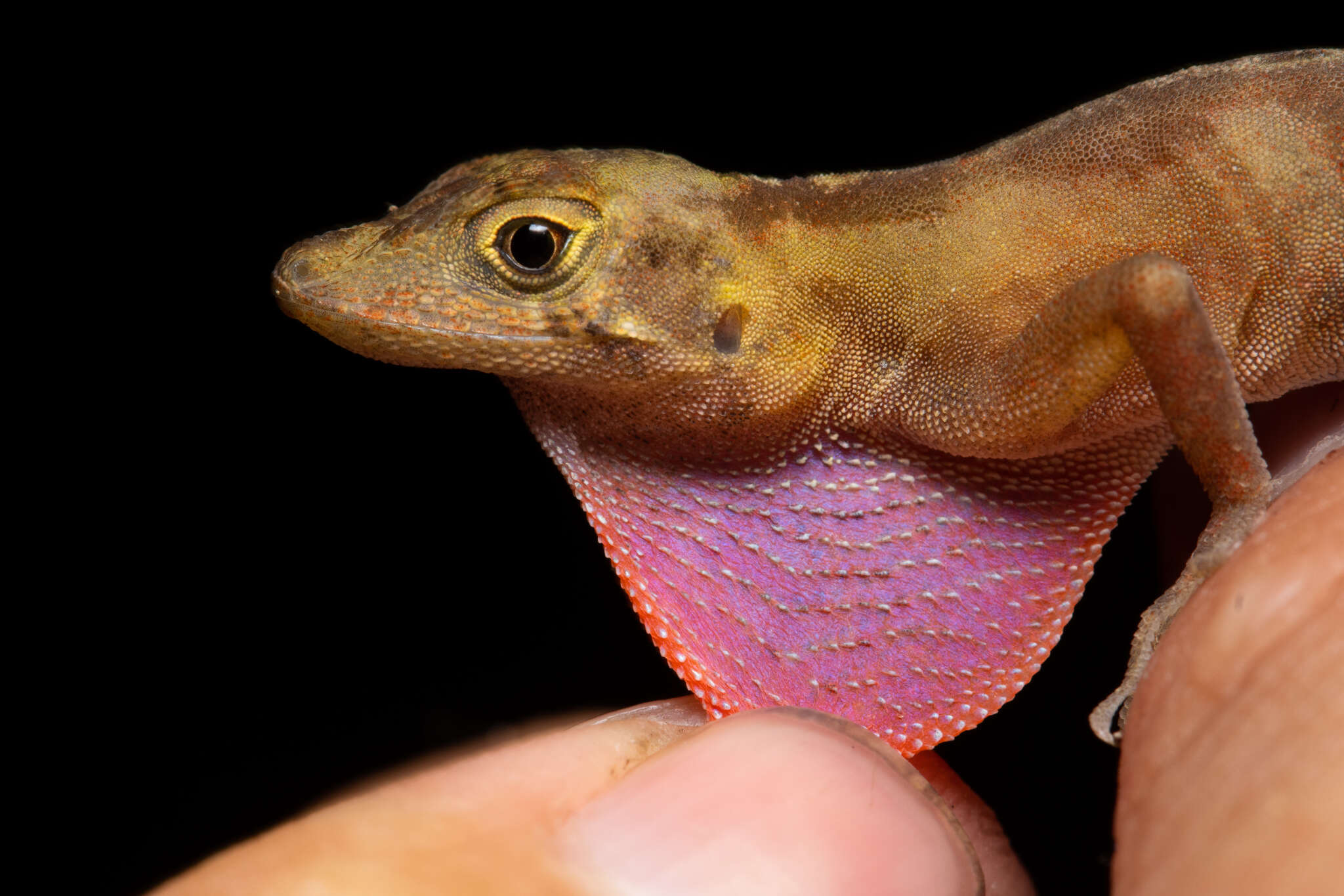 Image of Cope's Veracruz Anole