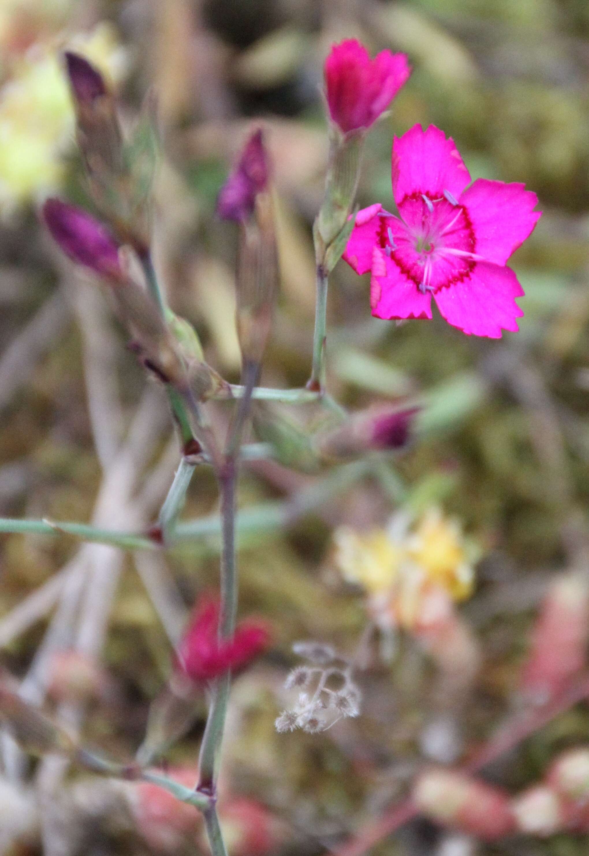 Слика од Dianthus deltoides L.