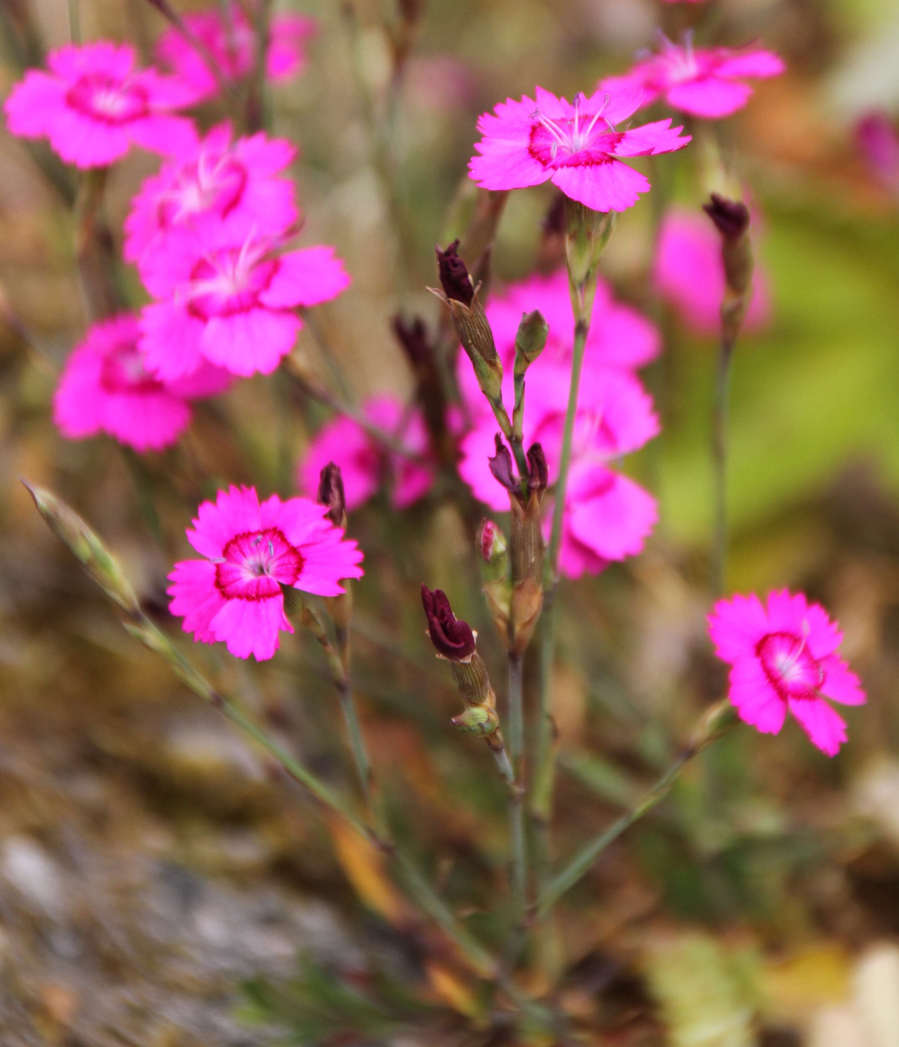 Слика од Dianthus deltoides L.