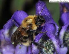 Image of Bombus koreanus (Skorikov 1933)