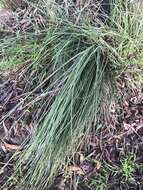 Image of Xanthorrhoea minor subsp. lutea D. J. Bedford