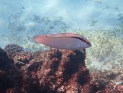 Image of King wrasse