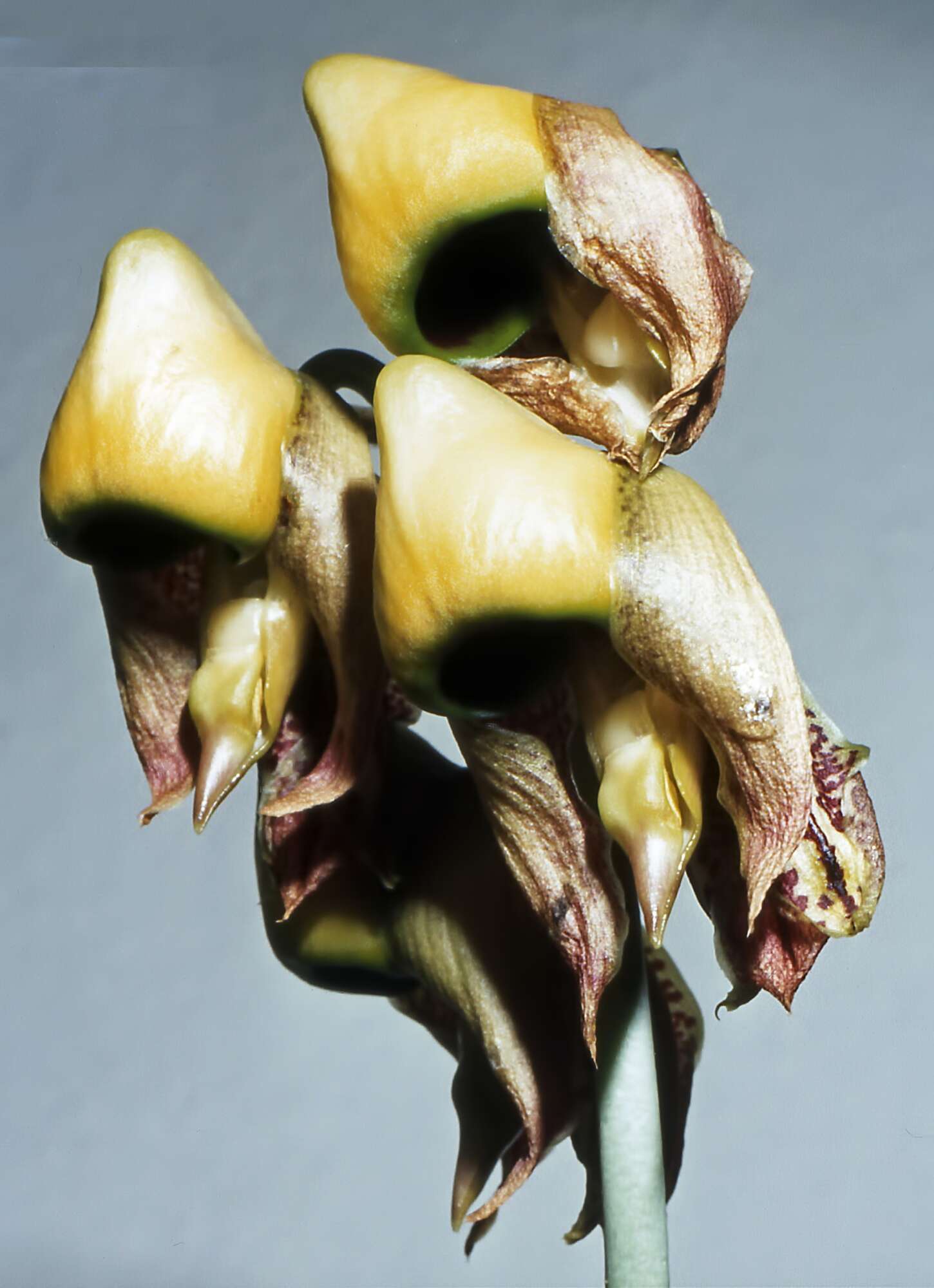 Image of Catasetum integerrimum Hook.