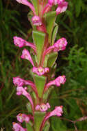 Image de Satyrium neglectum Schltr.