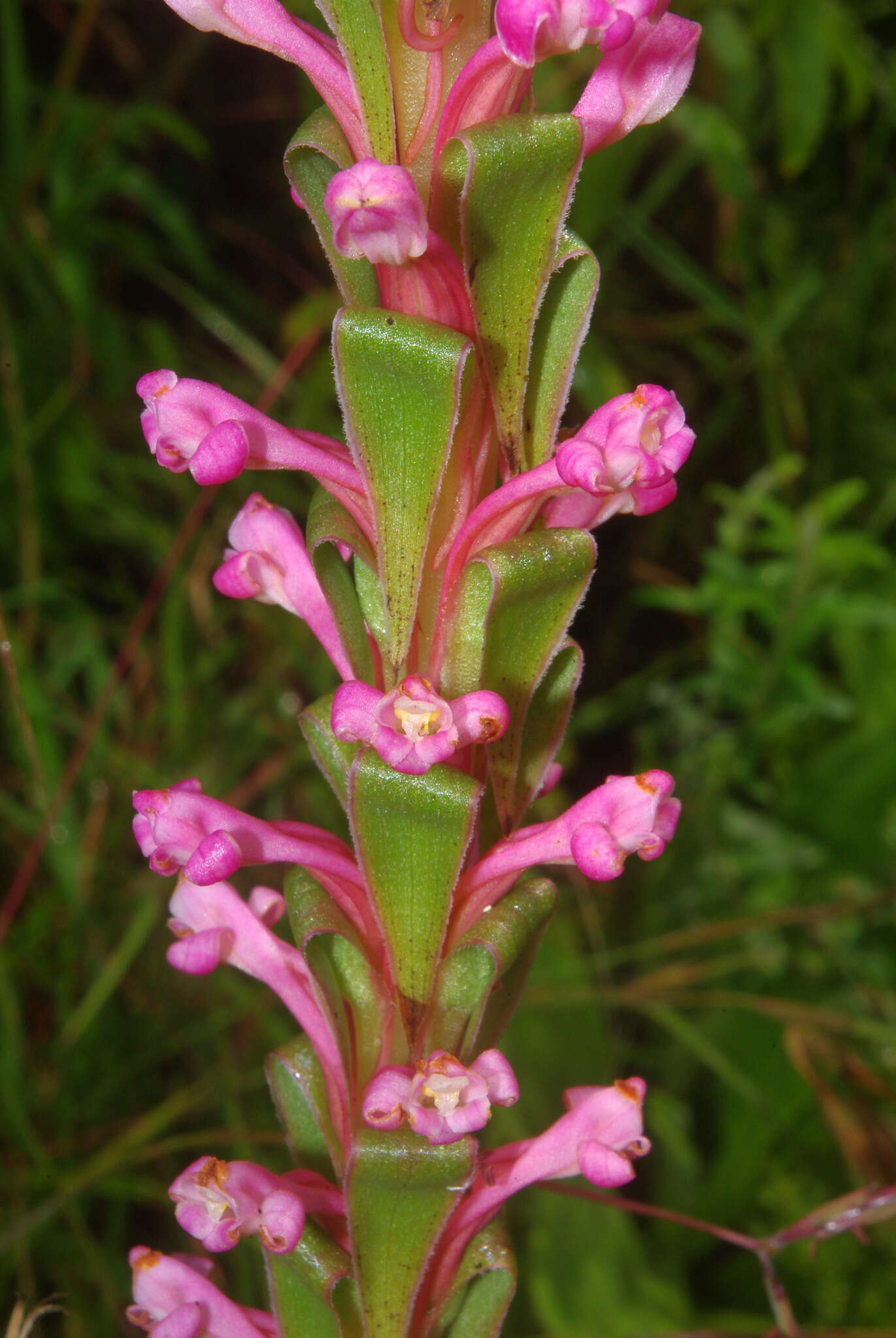 Image de Satyrium neglectum Schltr.