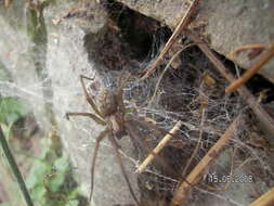 Image of Giant House Spider