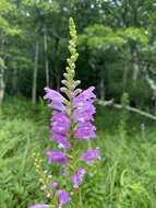 Image of obedient plant