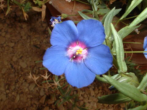 Image of Scarlet pimpernel