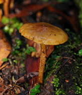 Image of Pholiota squarrosipes Cleland 1933