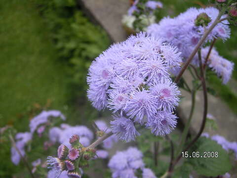 Imagem de Ageratum houstonianum Mill.