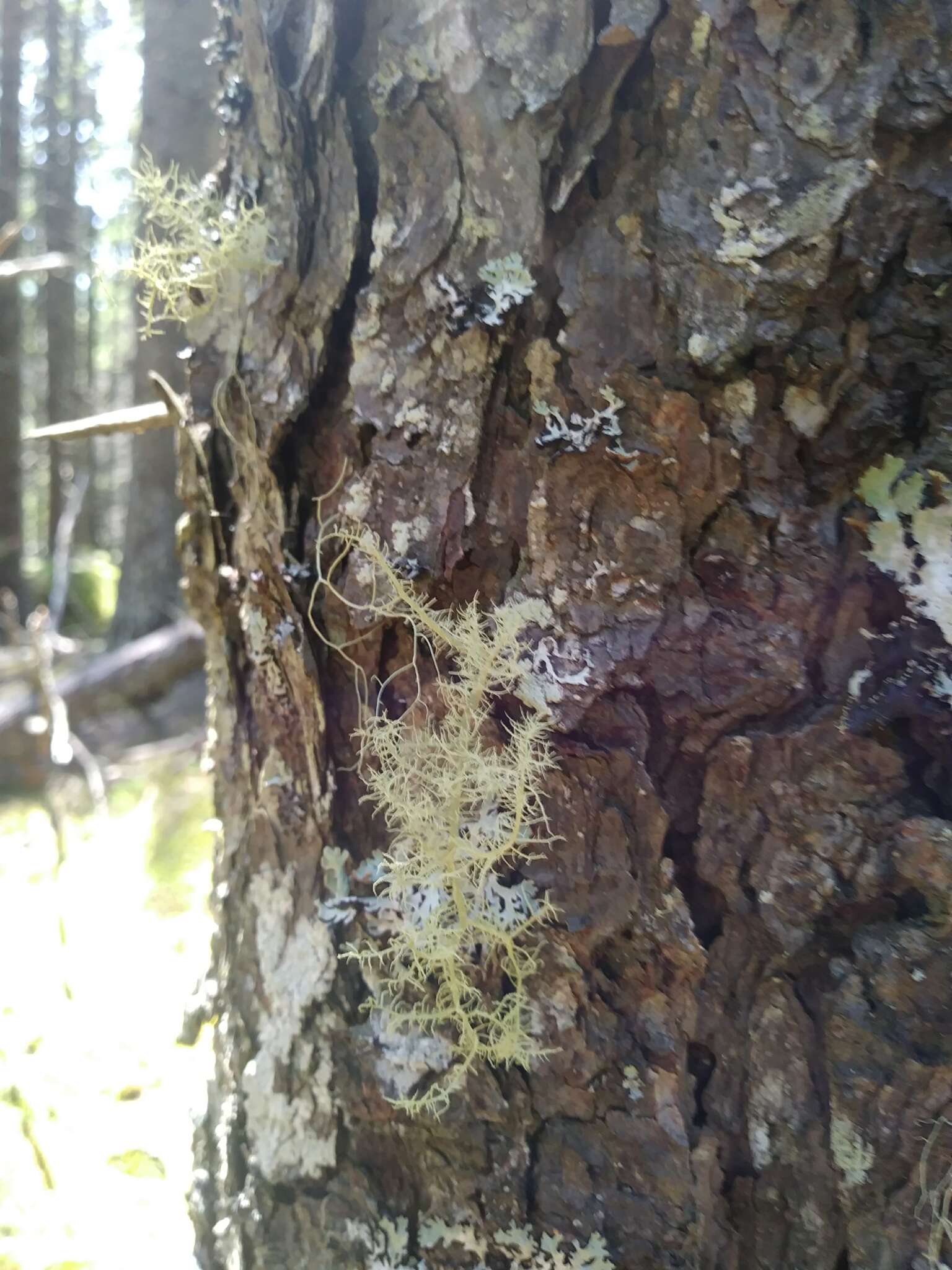 Image of Inflated Beard Lichen