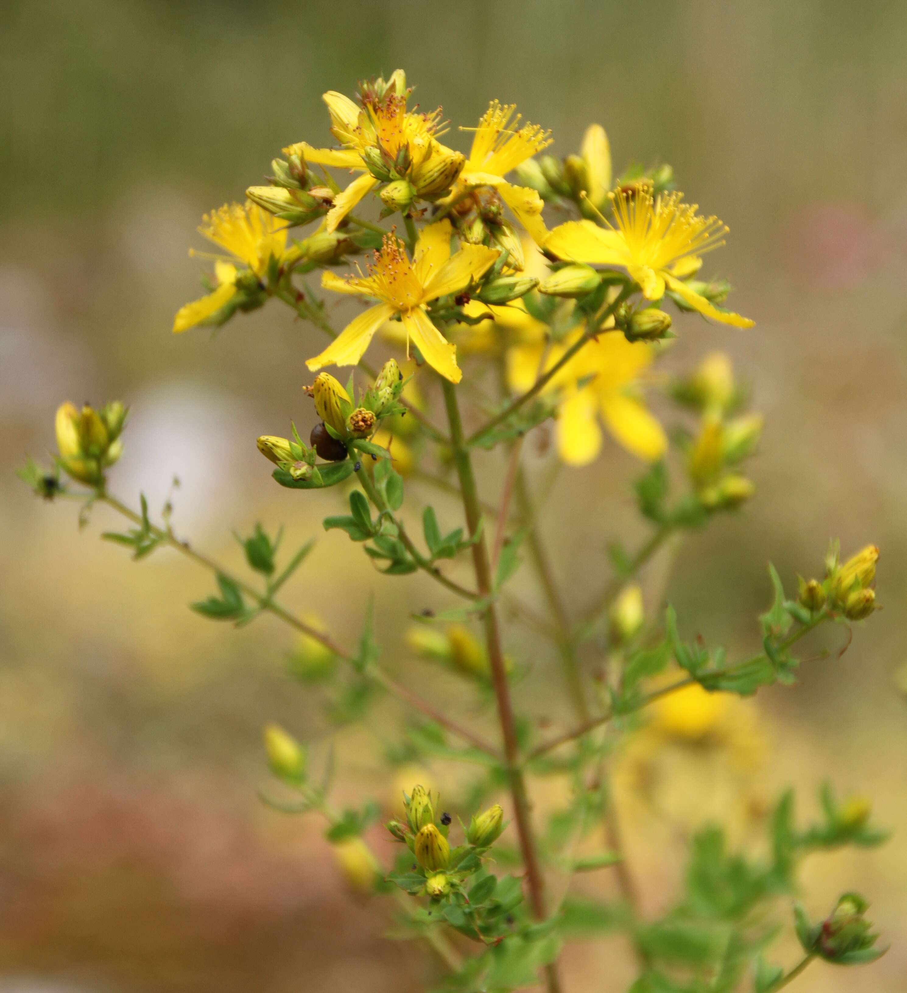 Image of spotted St. Johnswort