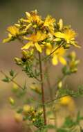 Image of spotted St. Johnswort