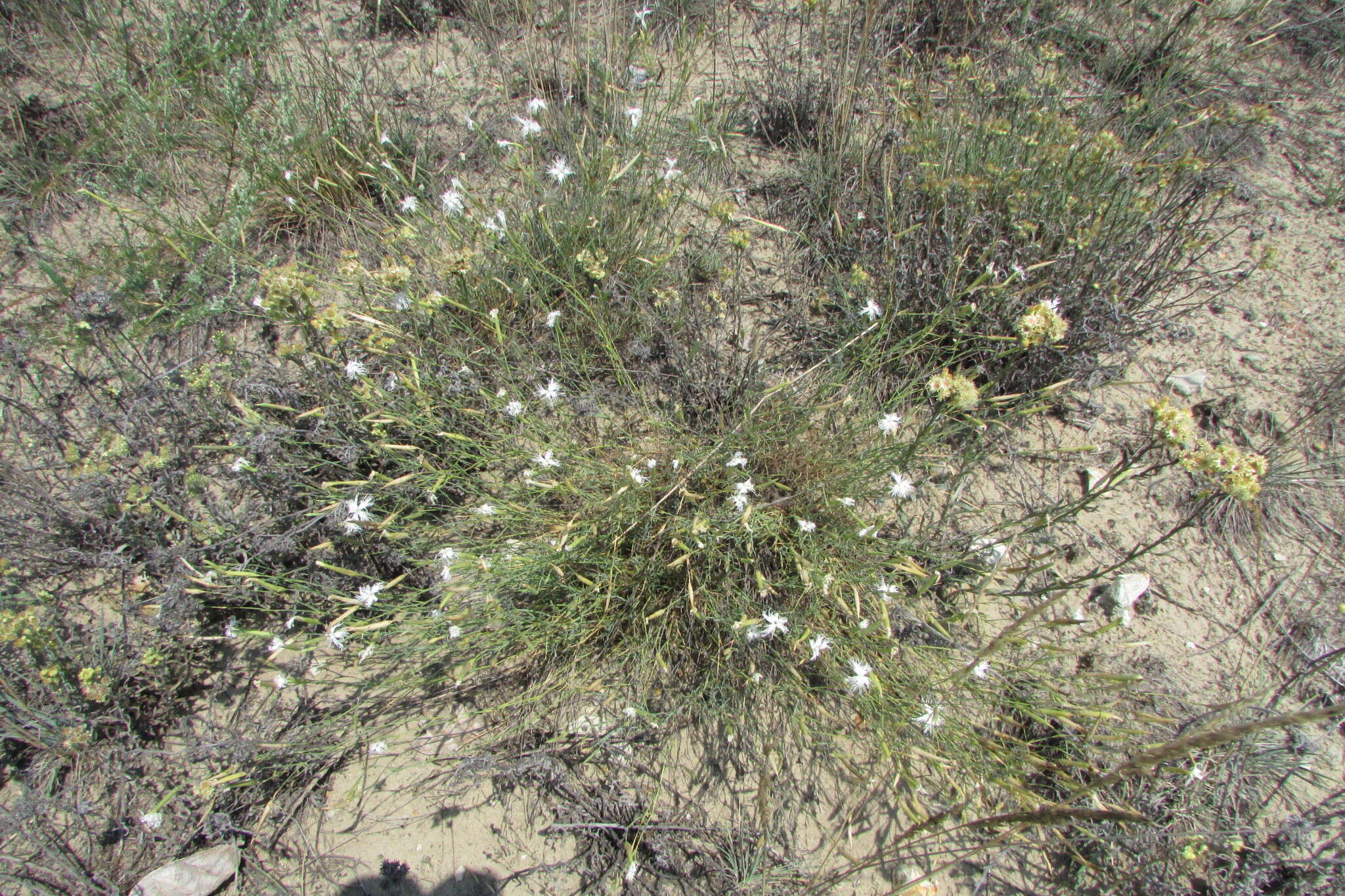 Imagem de Dianthus volgicus Juzepczuk