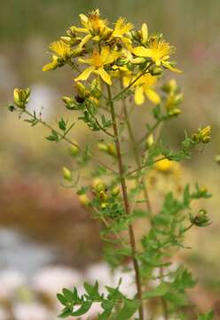 Image of spotted St. Johnswort