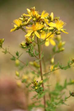 Image of spotted St. Johnswort