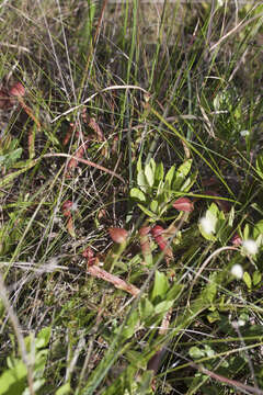 Image of Sweet pitcher plant