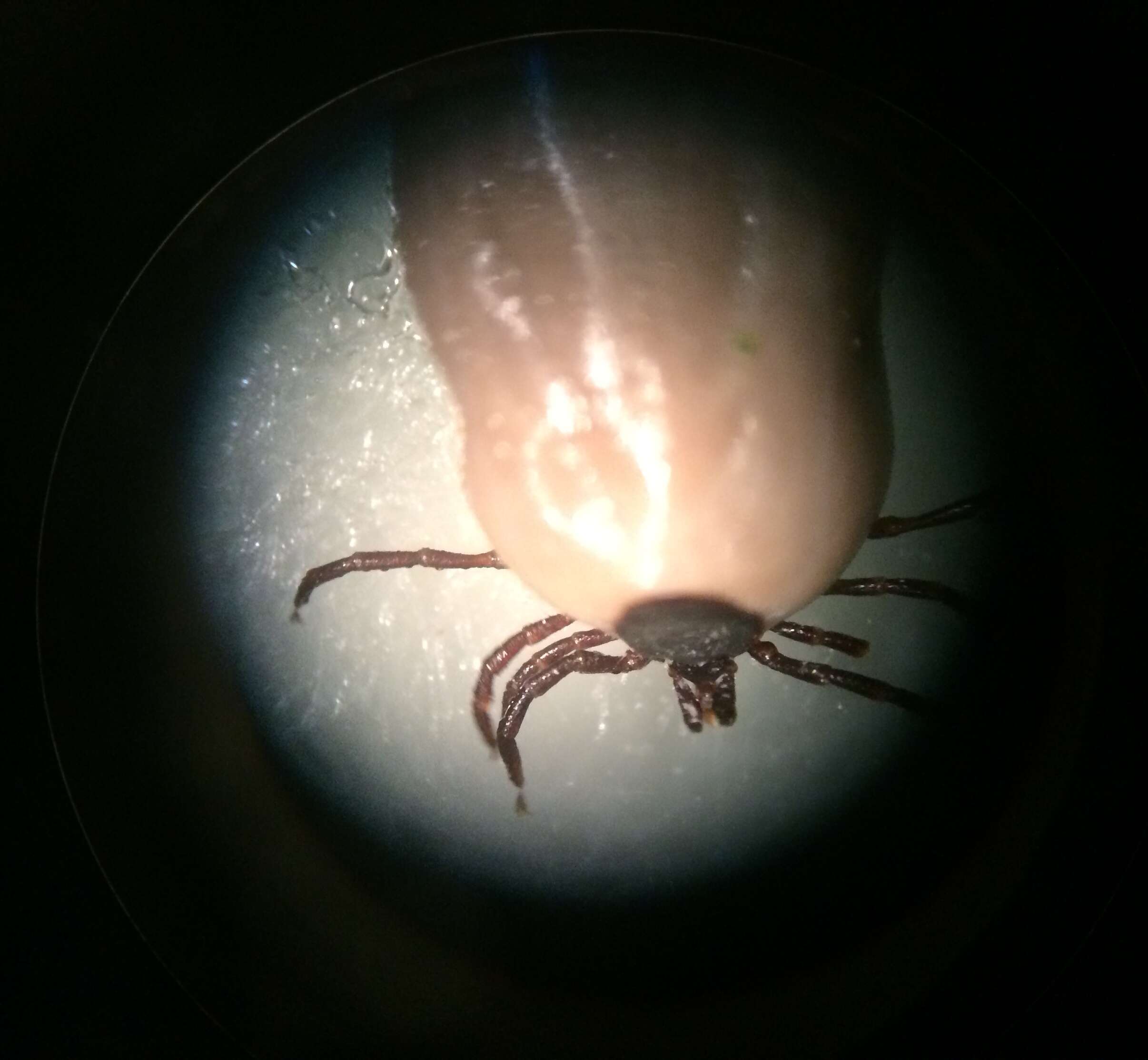 Image of Ixodes ricinus (Linnaeus 1758)