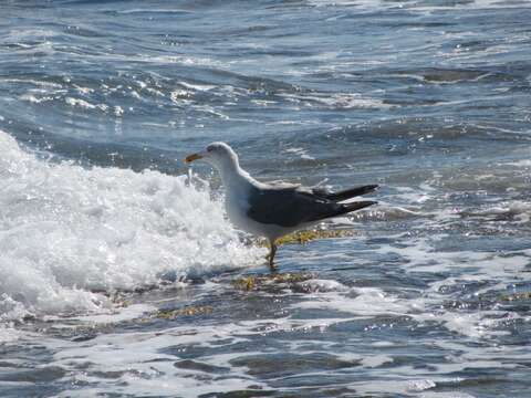 Слика од Larus michahellis michahellis Naumann & JF 1840