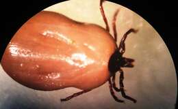 Image of Ixodes ricinus (Linnaeus 1758)