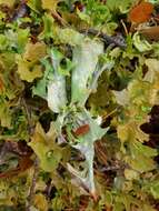 Image of Cetraria lichens