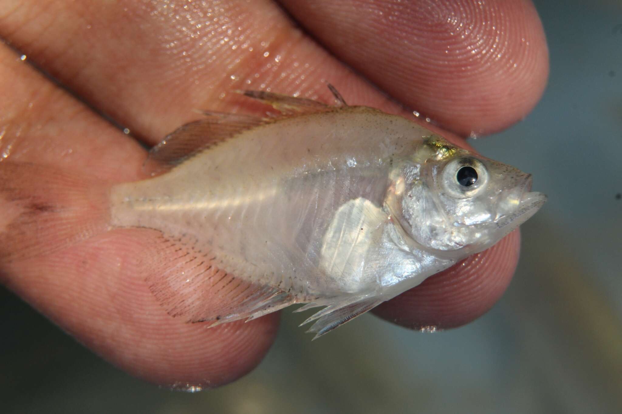 Image of Indian Glassy Fish