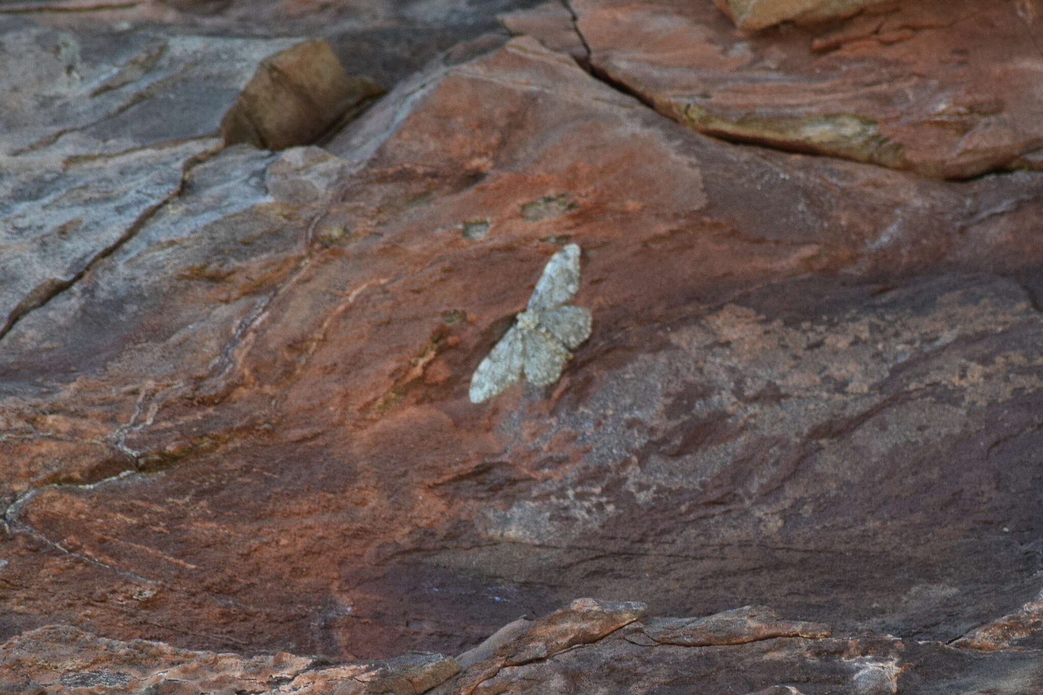 Image de Idaea contiguaria Hübner 1798