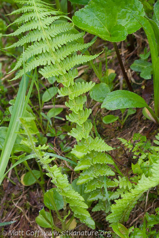 Image of Oreopteris quelpartensis (Christ) Holub