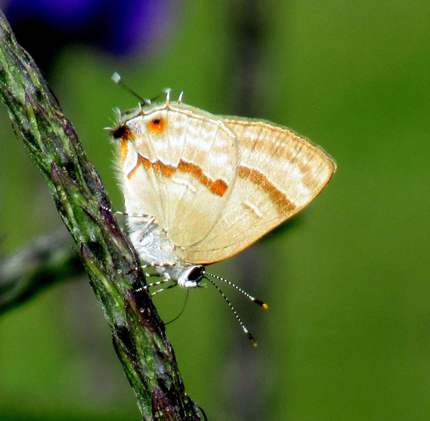 Image of Rubroserrata ecbatana