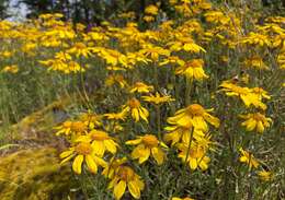 Plancia ëd Eriophyllum lanatum var. leucophyllum (DC.) W. R. Carter