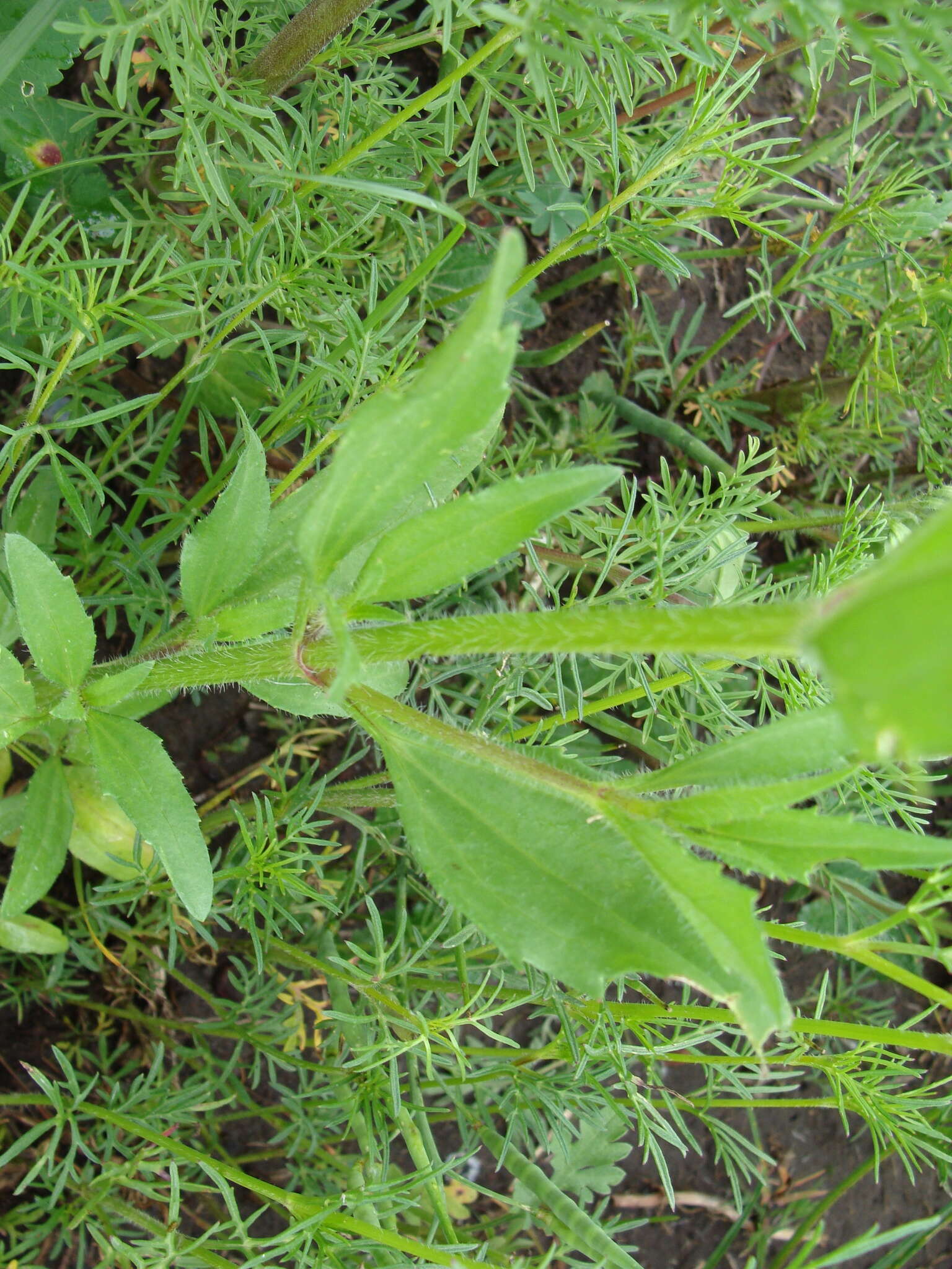 Image de Tridax trilobata (Cav.) Hemsl.