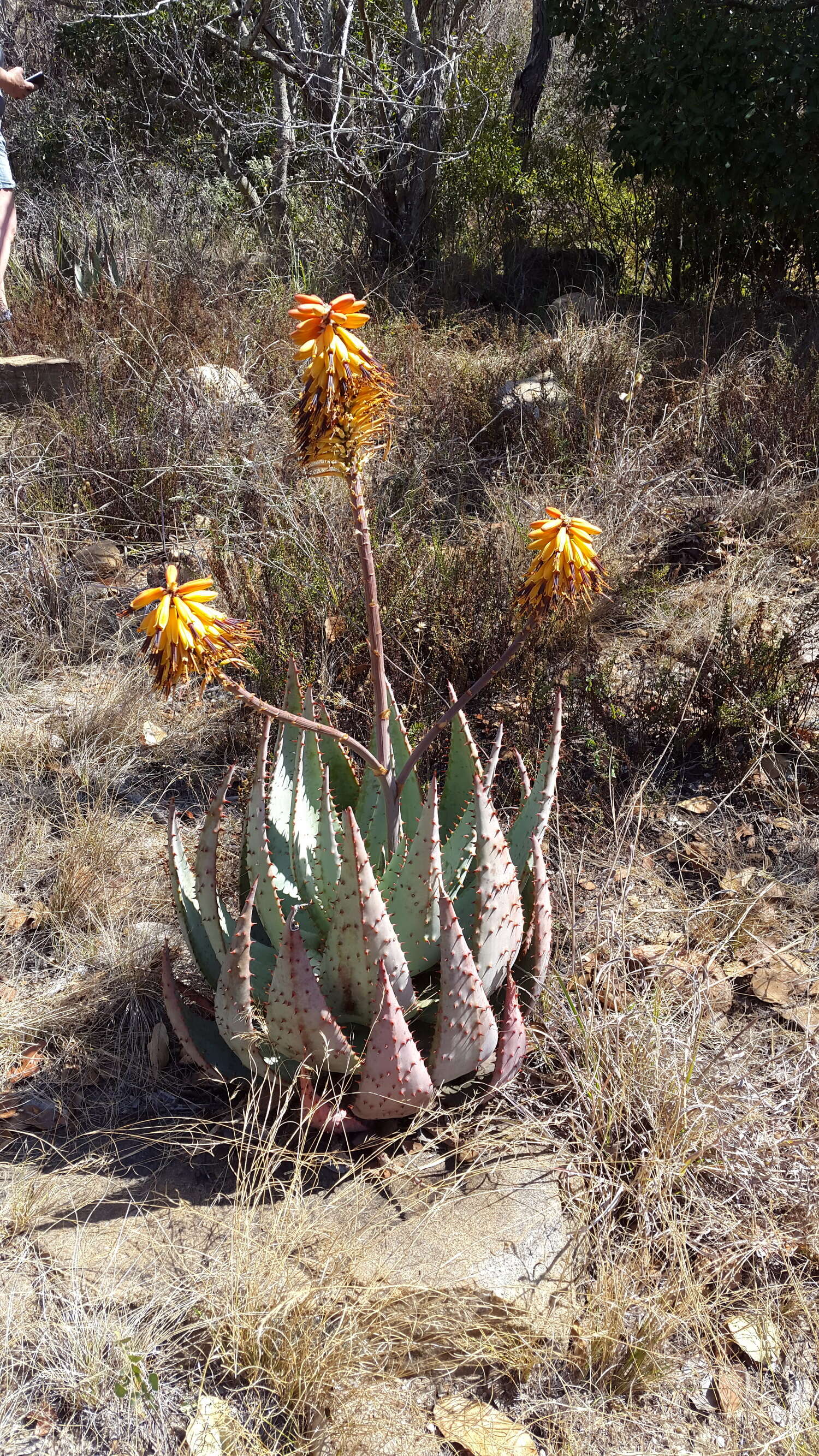 Image of Mountain aloe