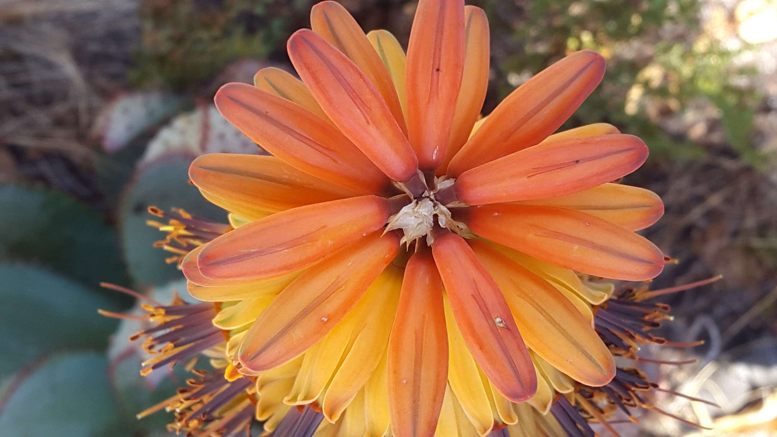 Image of Mountain aloe