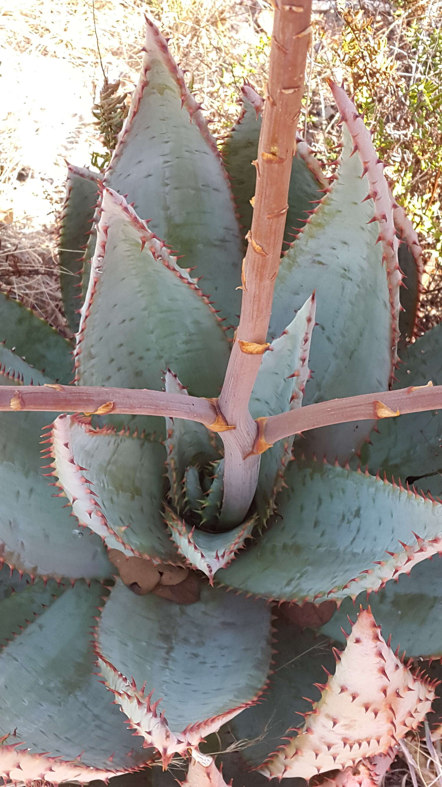 Image of Mountain aloe