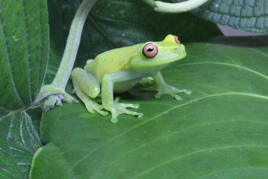 Image of Teresopolis treefrog