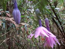 Image of Passiflora loxensis Killip & Cuatrec.