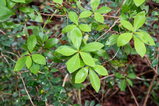 Image of Litsea rotundifolia var. oblongifolia (Nees) C. K. Allen